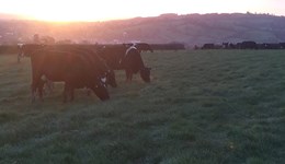 A year of small peaks and many troughs 